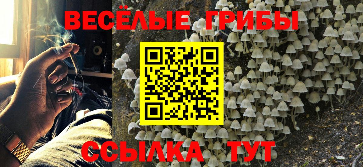 Россия  Псилоцибиновые грибы Psilocybe  Вход с VPN 
